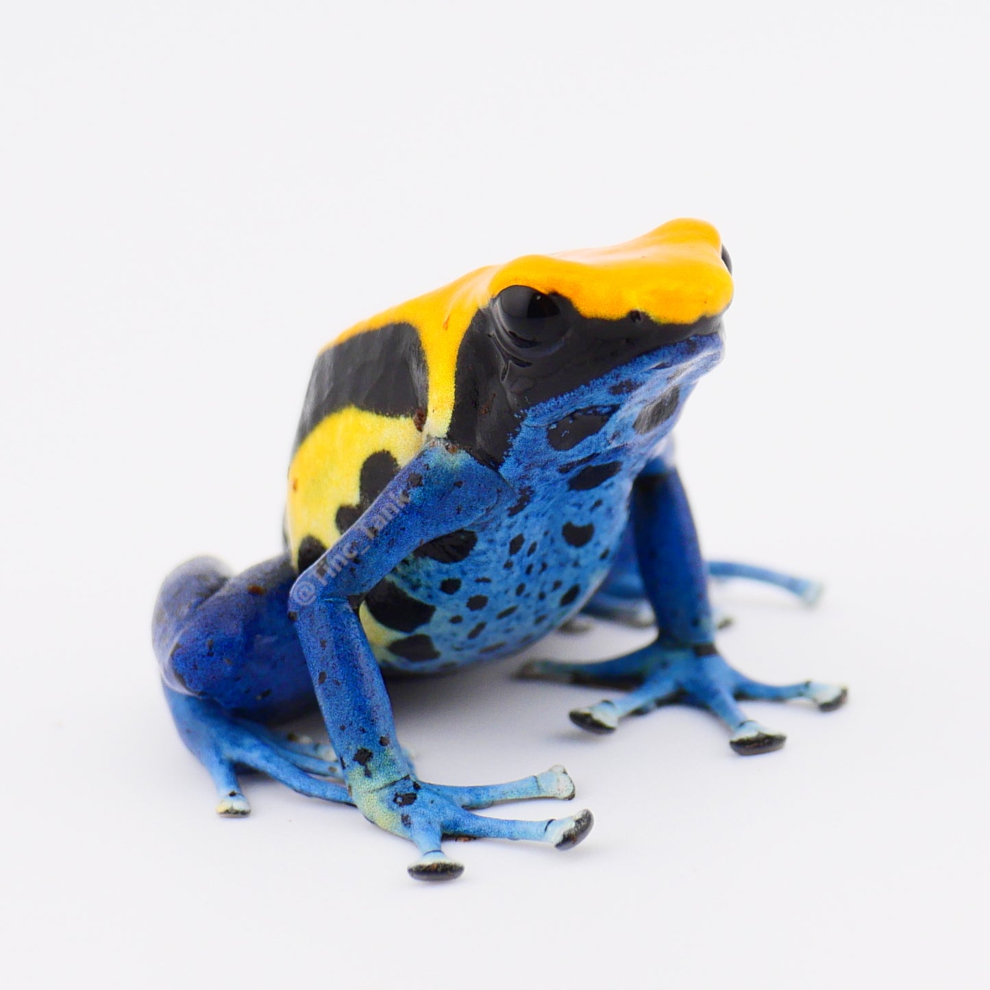 Dendrobates tinctorius 'Brazilian Yellow Head'