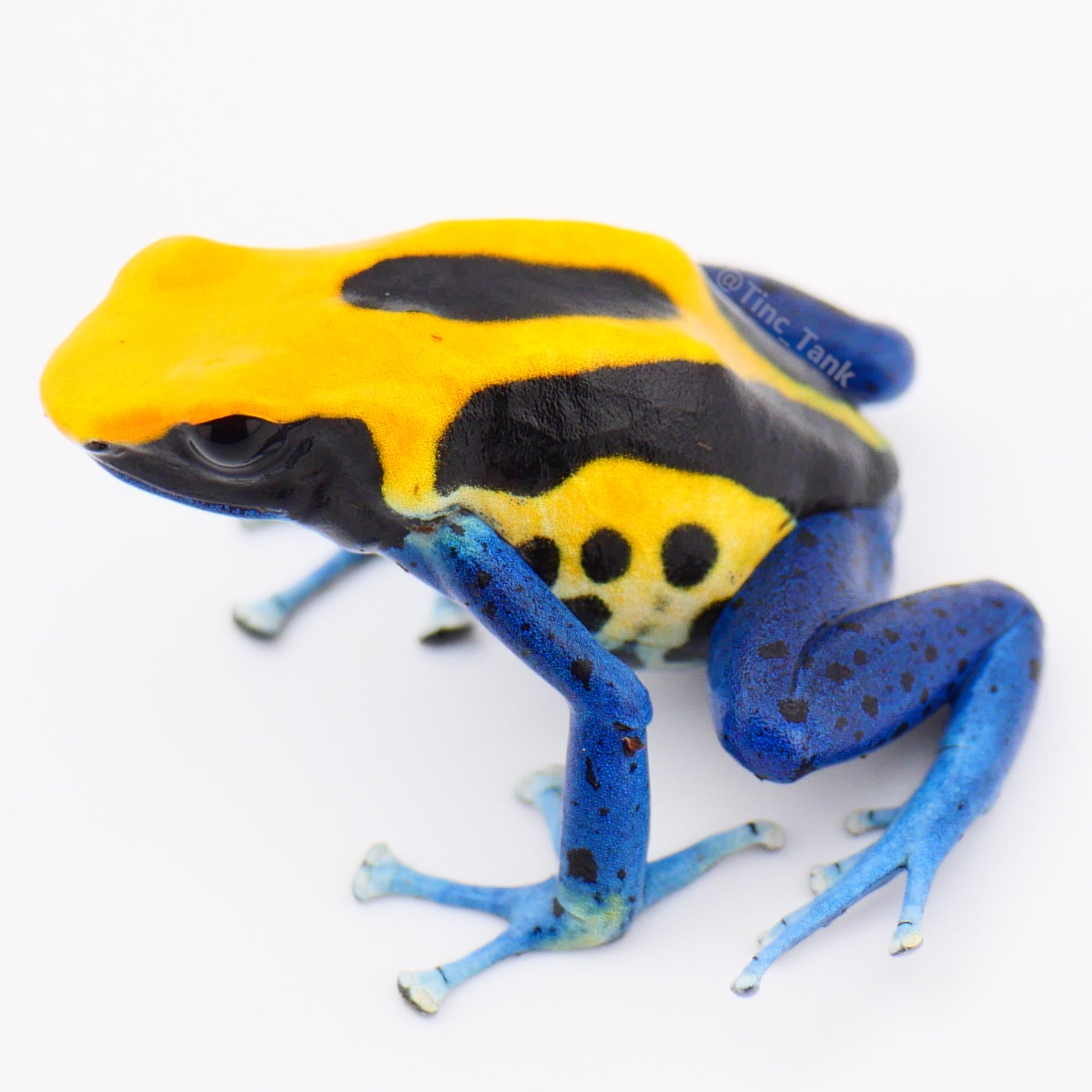 Dendrobates tinctorius 'Brazilian Yellow Head' – Tinc Tank