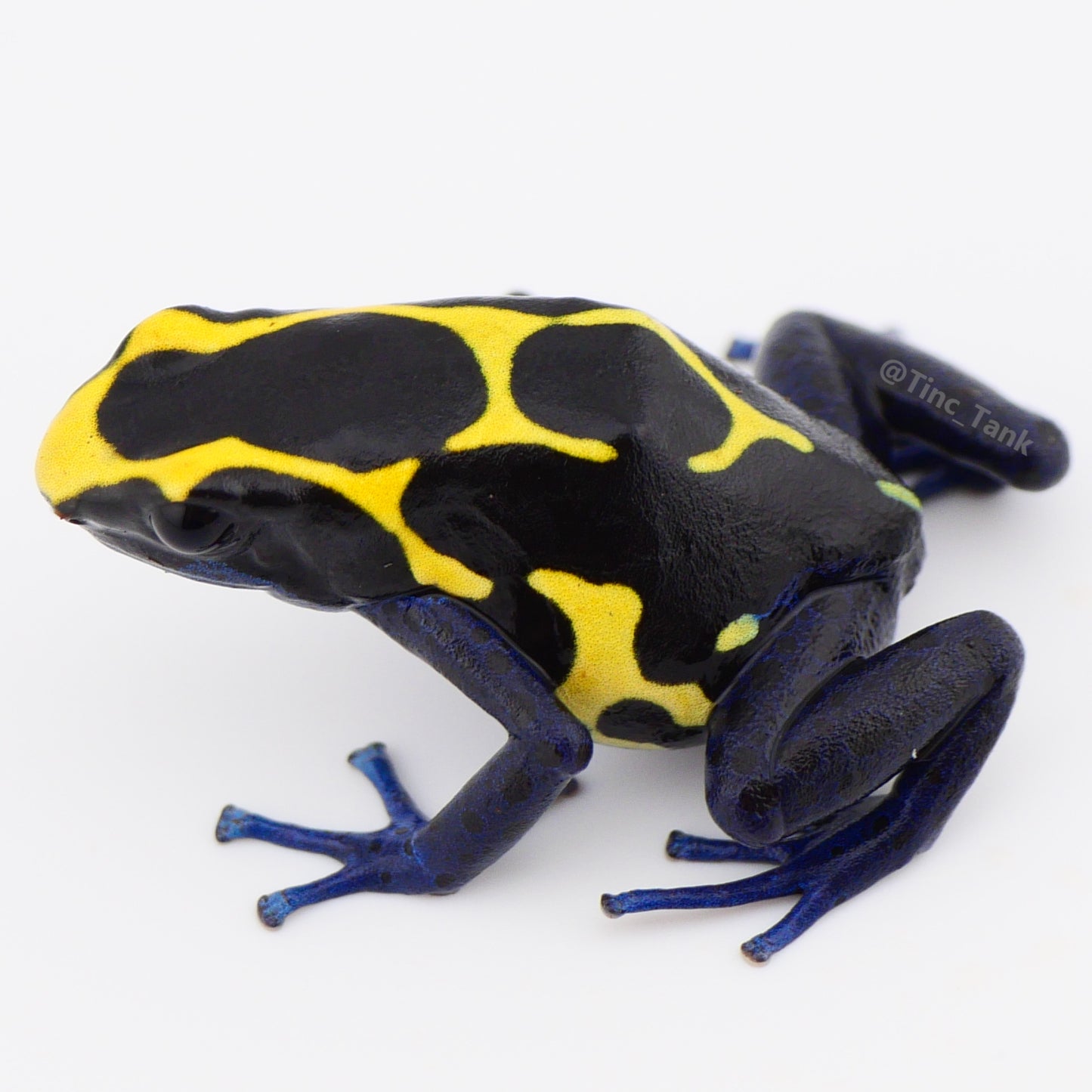 Dendrobates tinctorius 'Kaw Mountain'