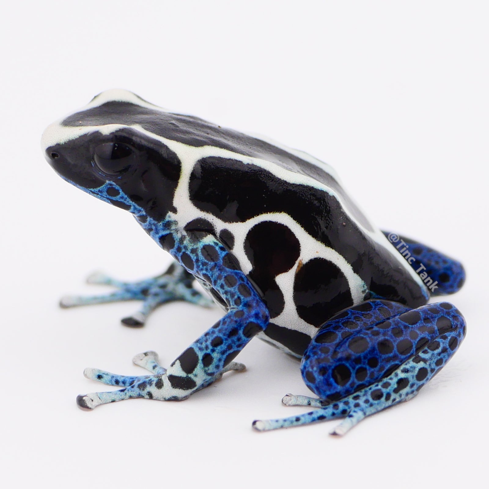 Dendrobates tinctorius 'Oyapock' – Tinc Tank