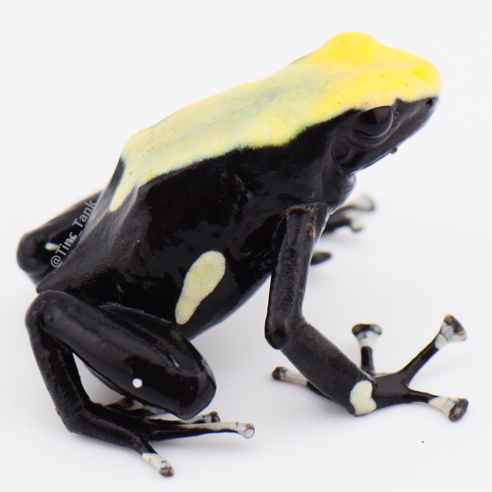 Dendrobates tinctorius 'Yellowback' – Tinc Tank