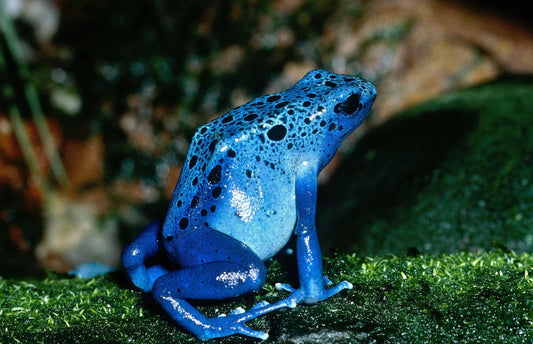 Azureus - History of the Poison Dart Frog Icon