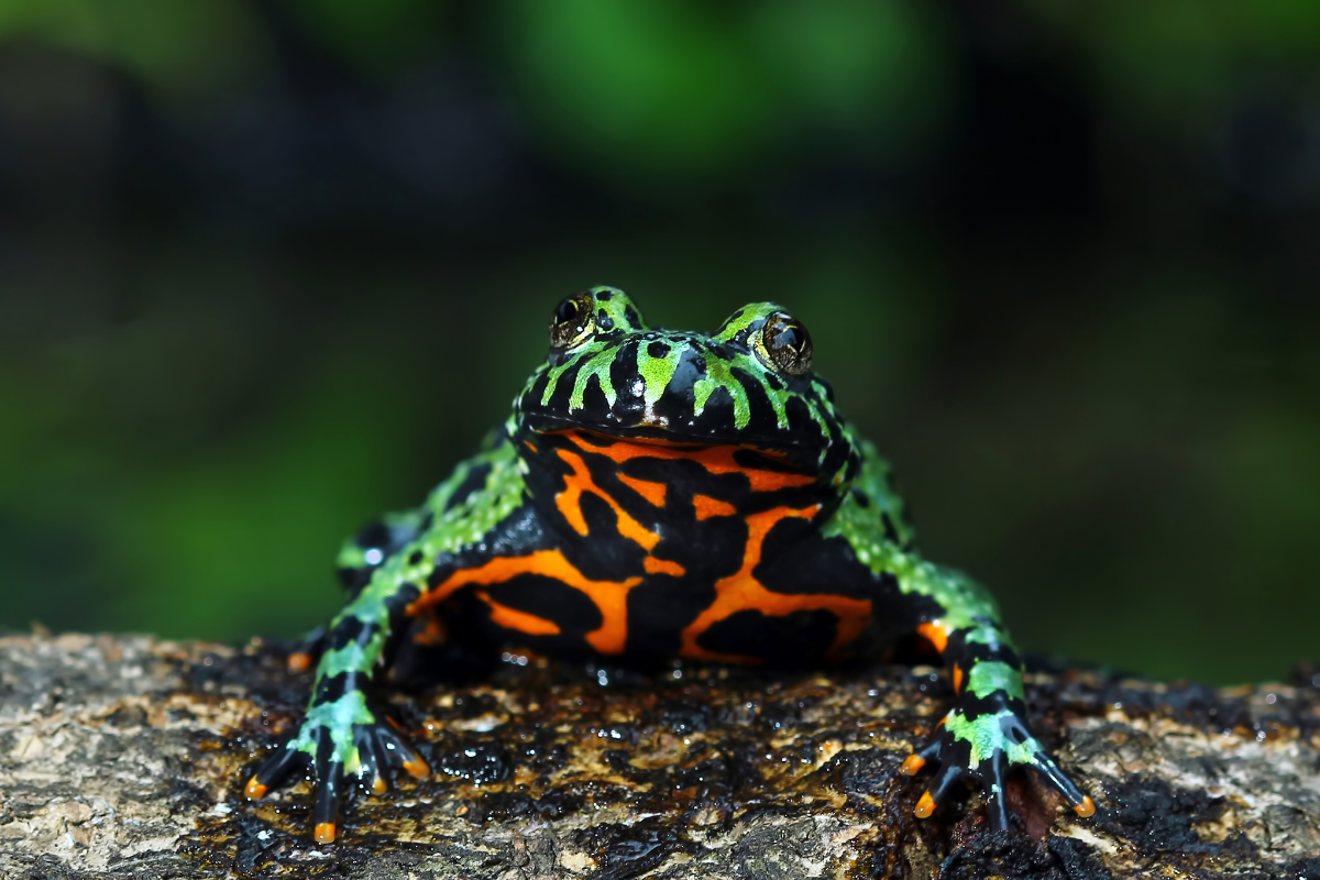 Other Amphibians