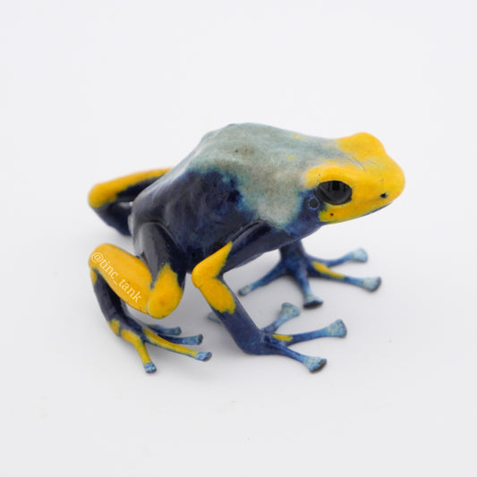 Dendrobates tinctorius 'Tumucumaque'