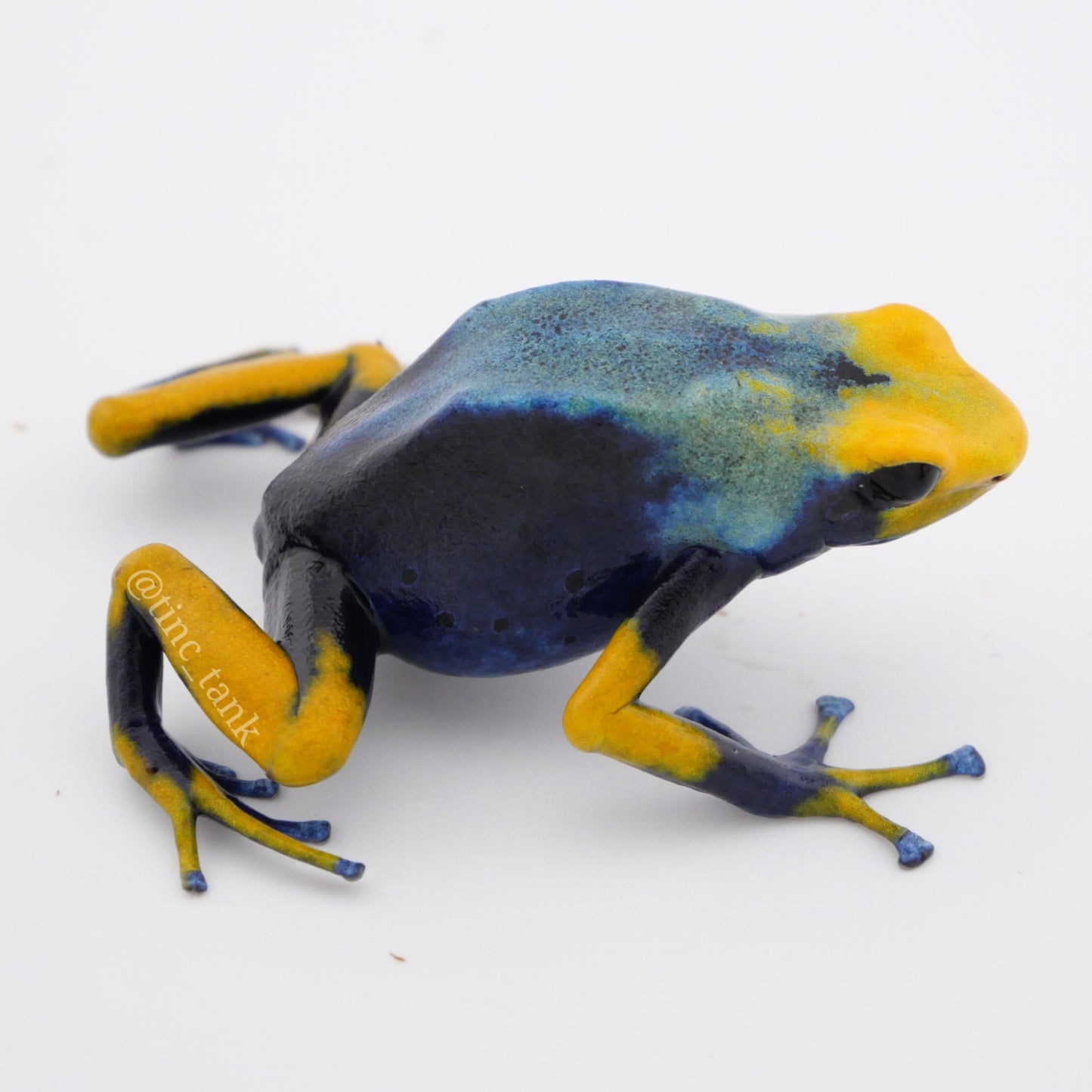 Dendrobates tinctorius 'Tumucumaque'