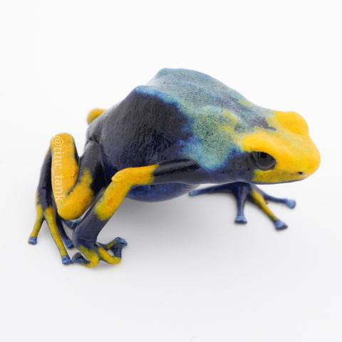 Dendrobates tinctorius 'Tumucumaque'