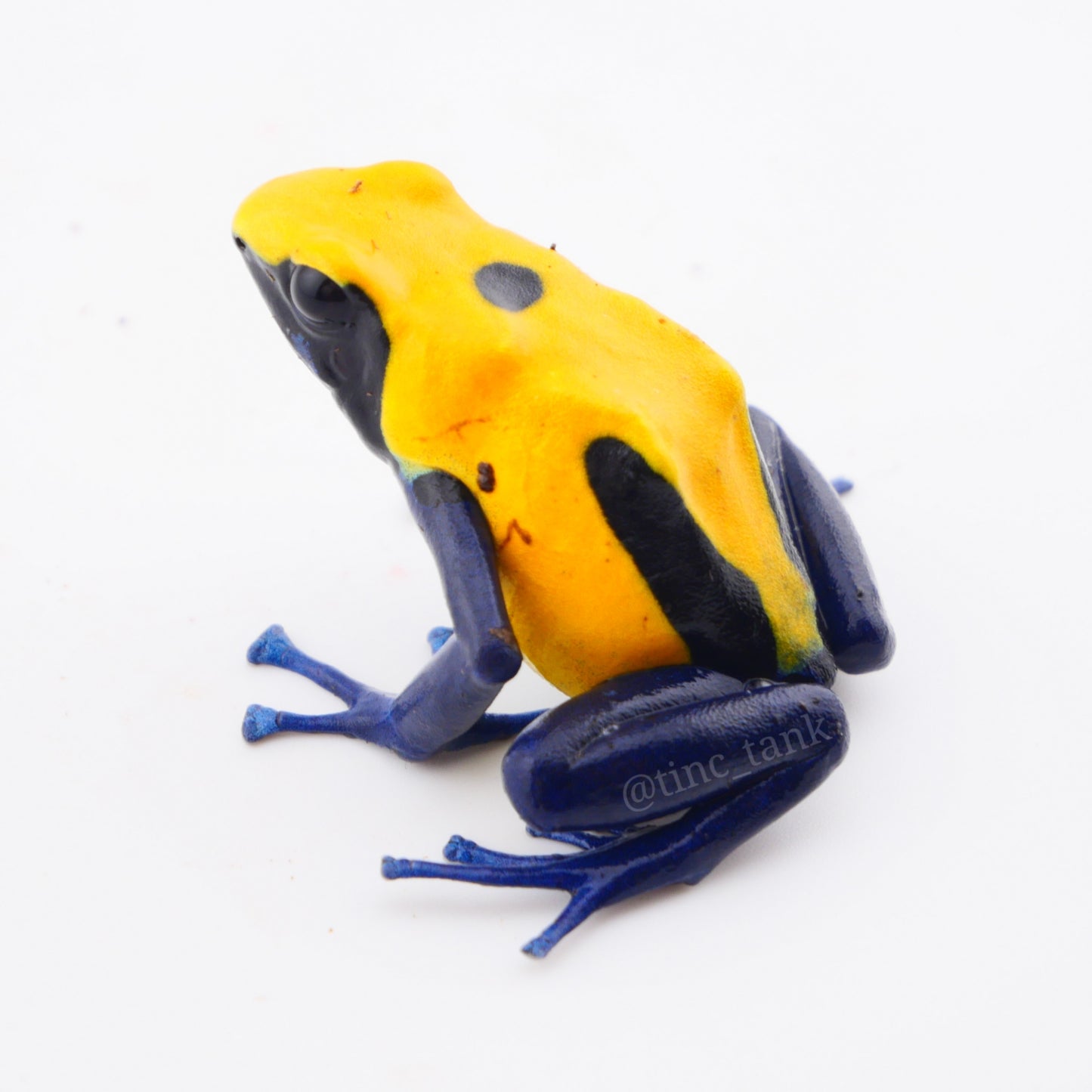 Dendrobates tinctorius 'Citronella'