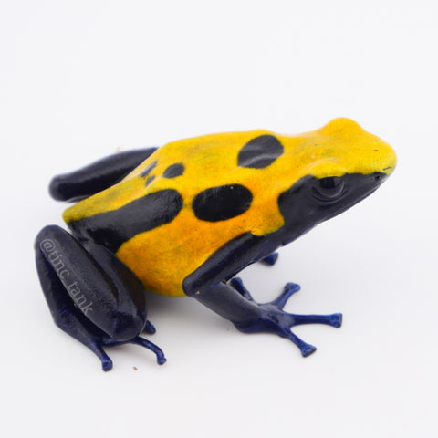 Dendrobates tinctorius 'Citronella'