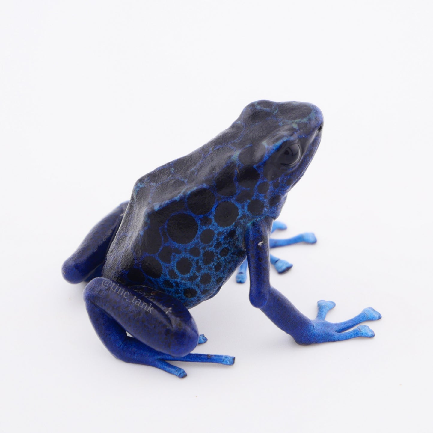 Dendrobates tinctorius 'Koetari River' - UTC Line