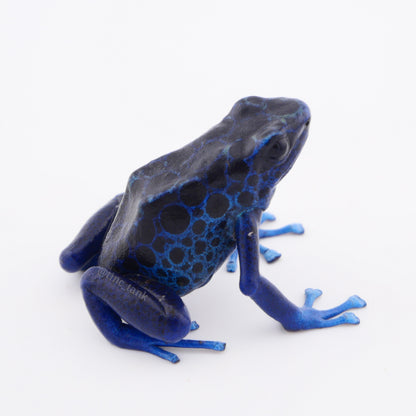 Dendrobates tinctorius 'Koetari River' - UTC Line