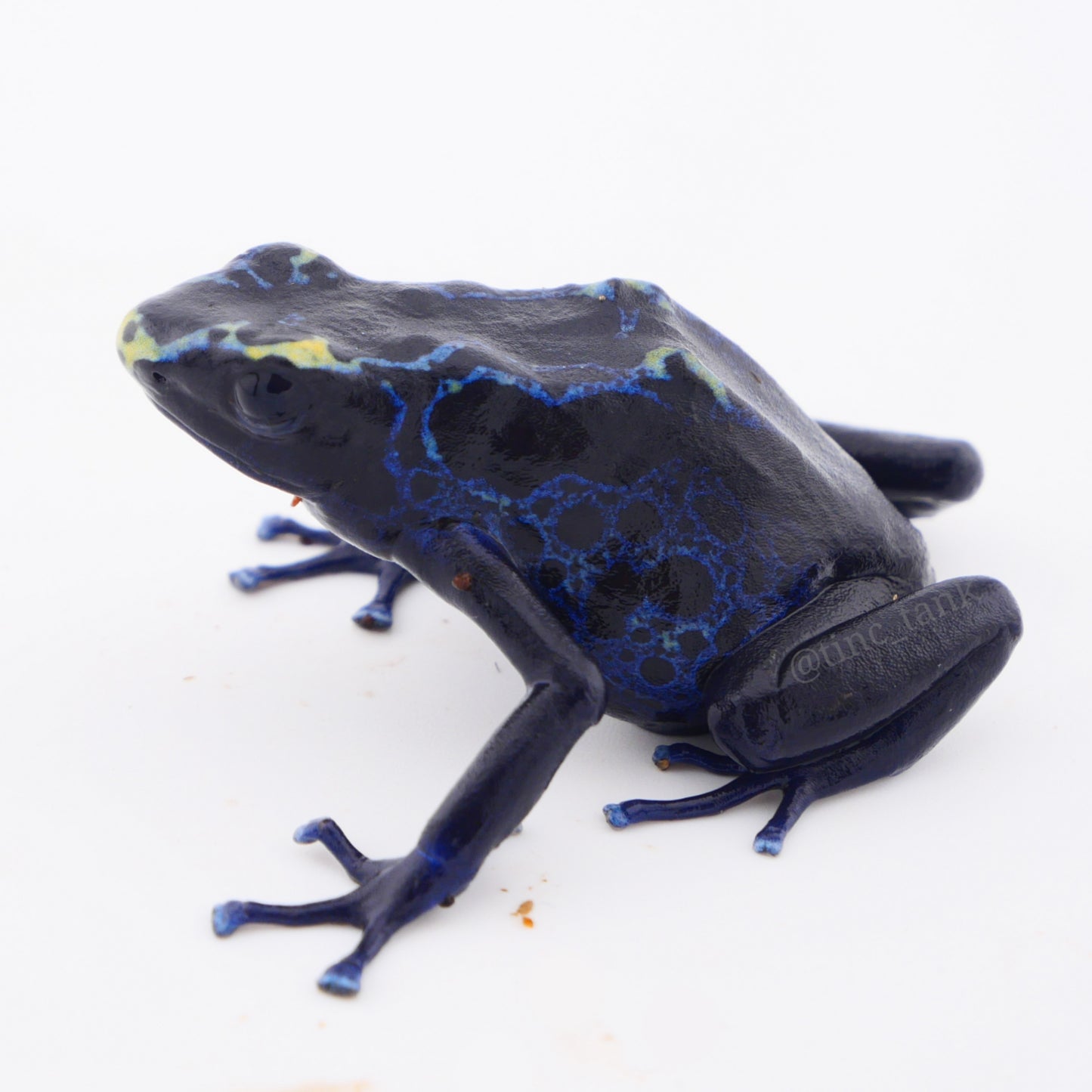 Dendrobates tinctorius 'Robertus'