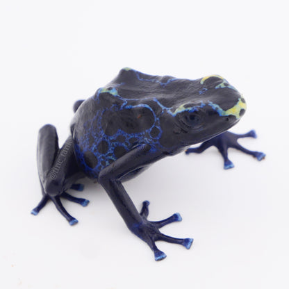 Dendrobates tinctorius 'Robertus'