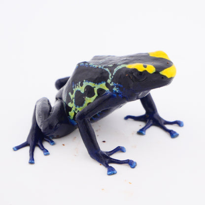 Dendrobates tinctorius 'Robertus'