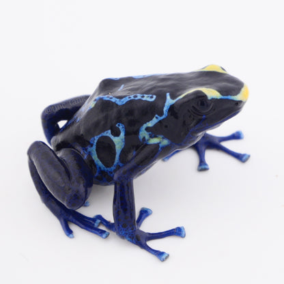 Dendrobates tinctorius 'True Sipaliwini'