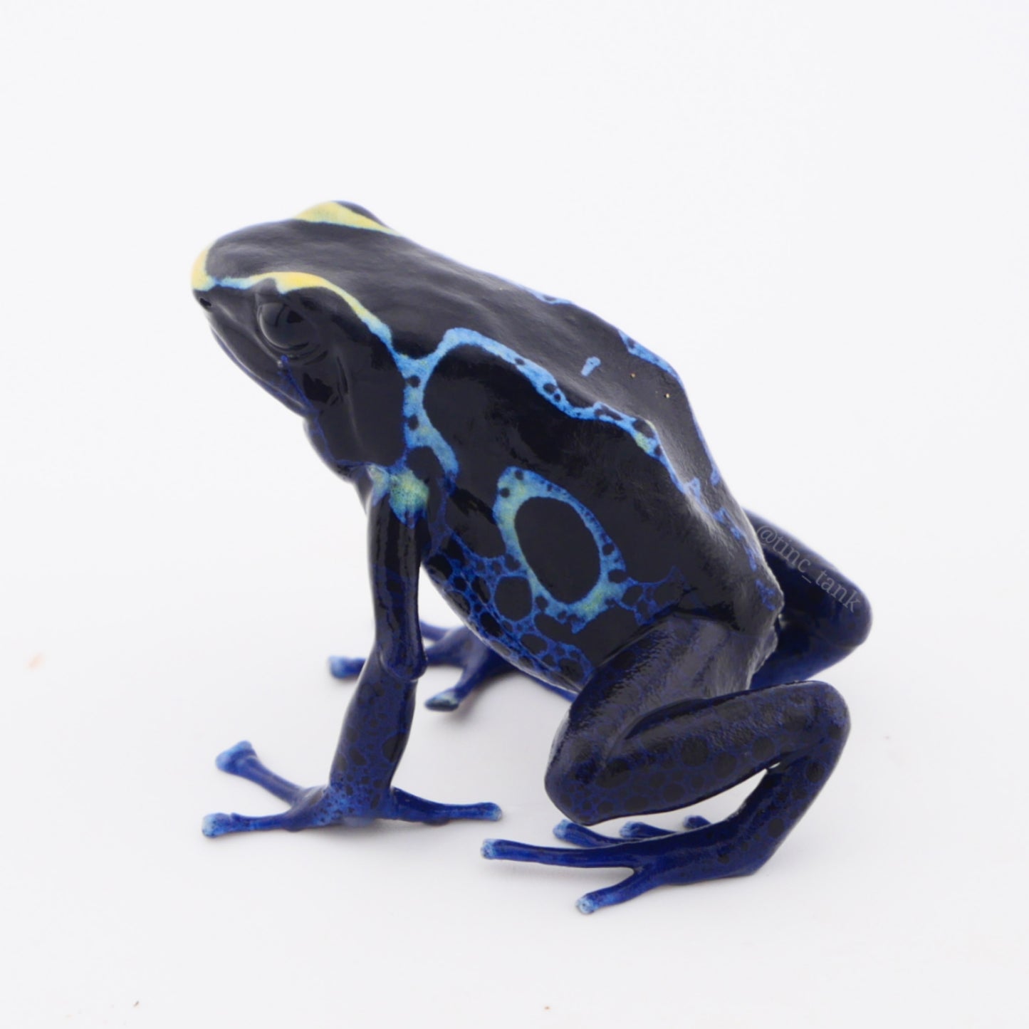 Dendrobates tinctorius 'True Sipaliwini'