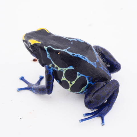 Dendrobates tinctorius 'True Sipaliwini'