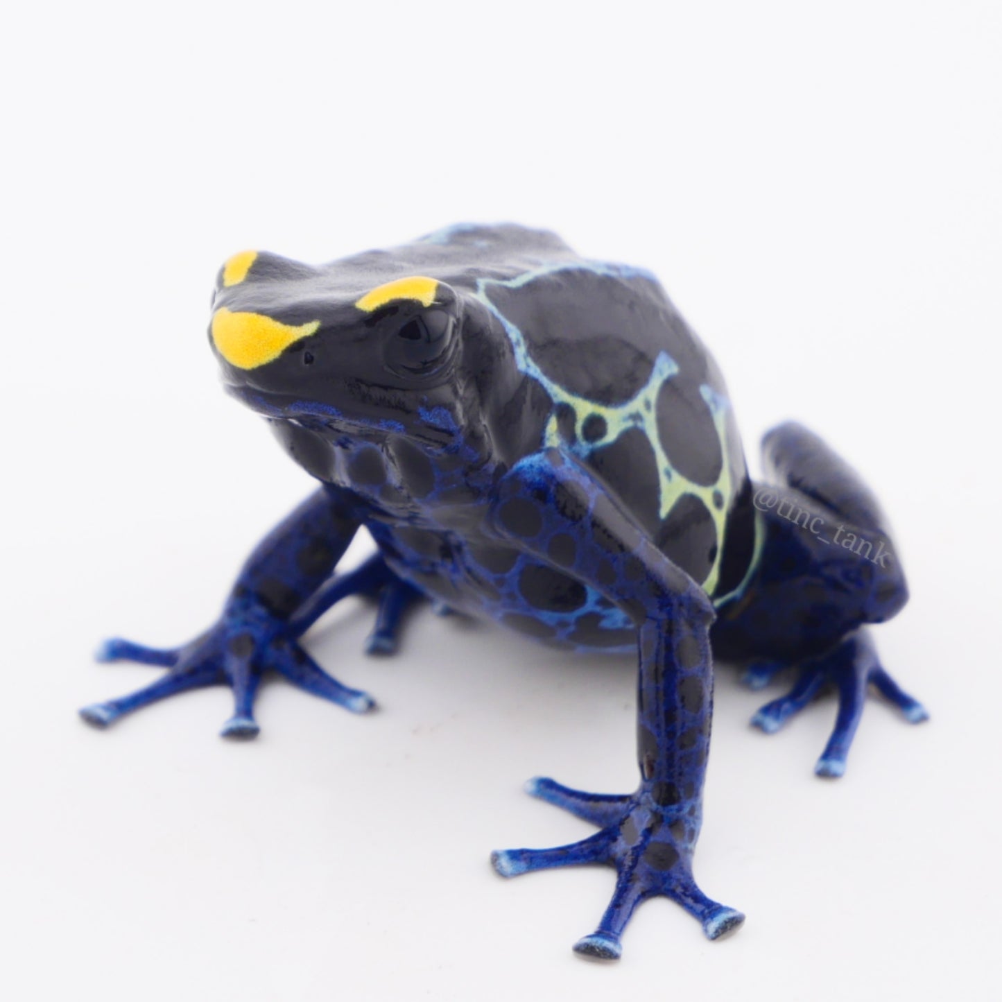 Dendrobates tinctorius 'True Sipaliwini'