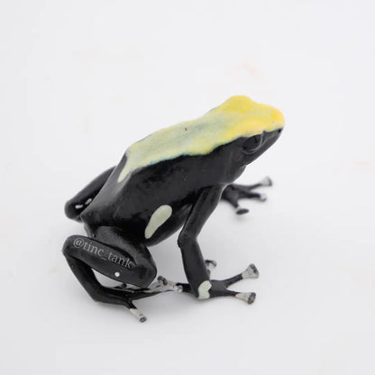 Dendrobates tinctorius 'Yellowback'