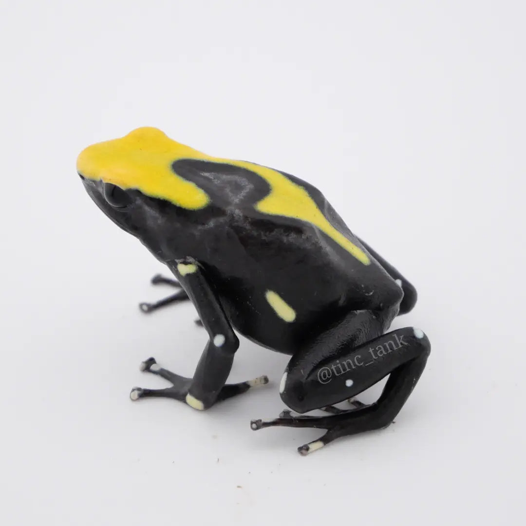 Dendrobates tinctorius 'Yellowback'