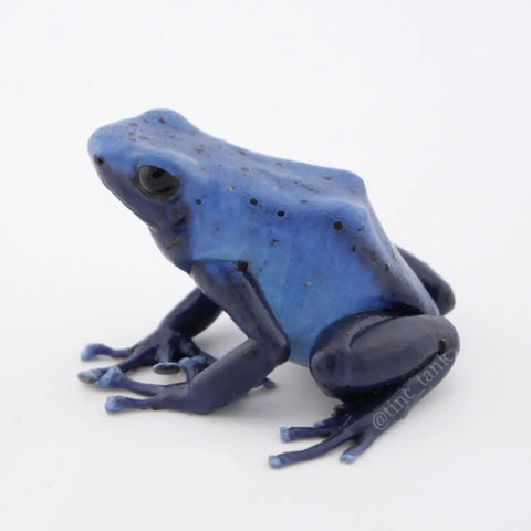 Dendrobates tinctorius 'Azureus' - Wattley Line