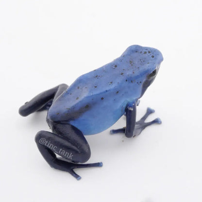 Dendrobates tinctorius 'Azureus' - Wattley Line