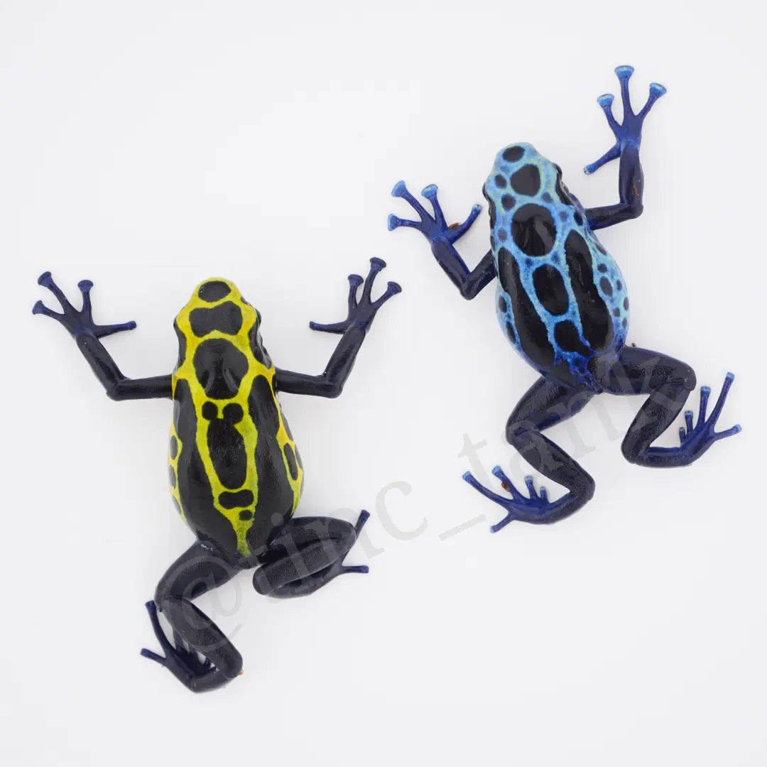 Dendrobates tinctorius 'Green Sipaliwini'