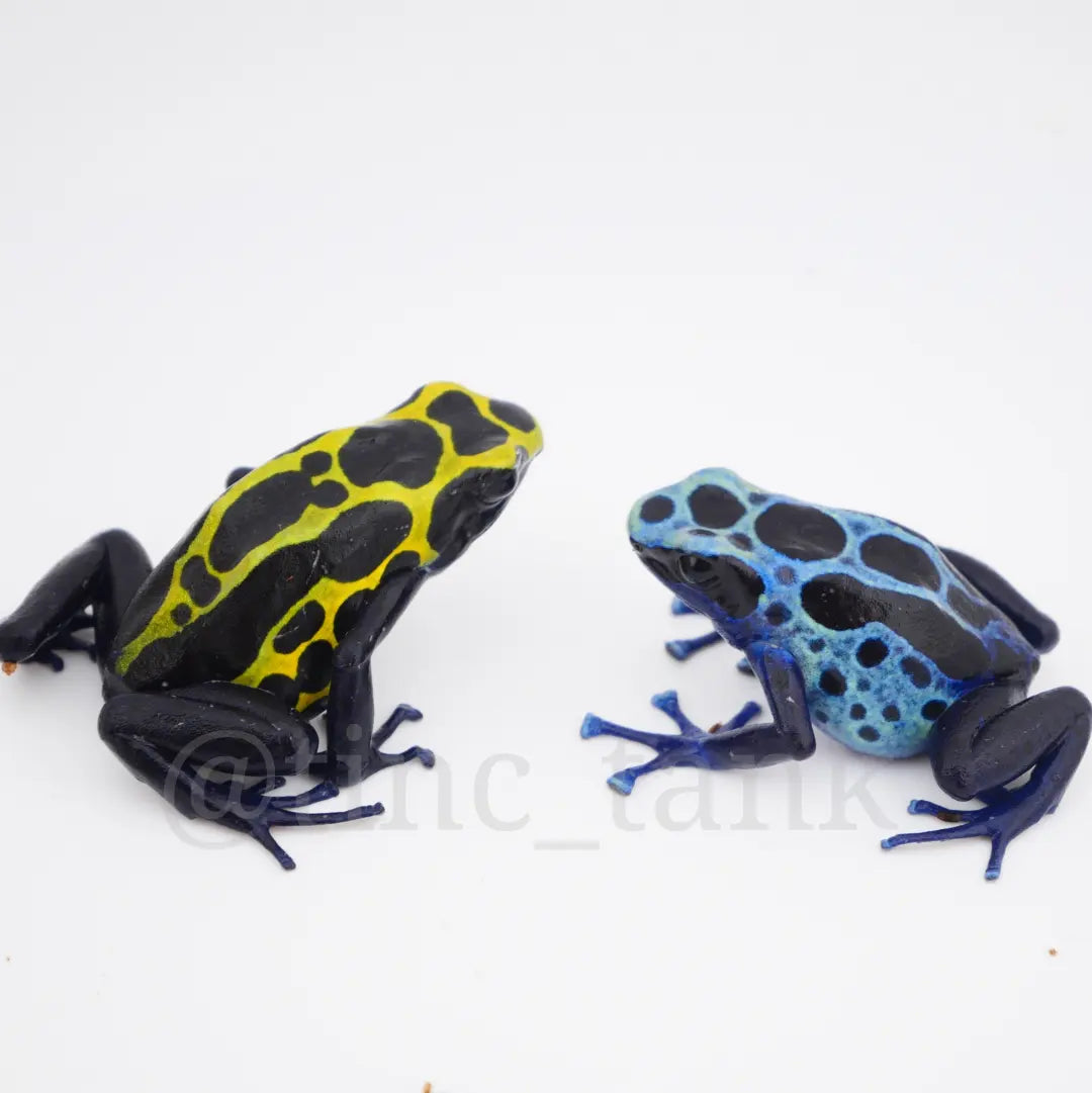 Dendrobates tinctorius 'Green Sipaliwini'