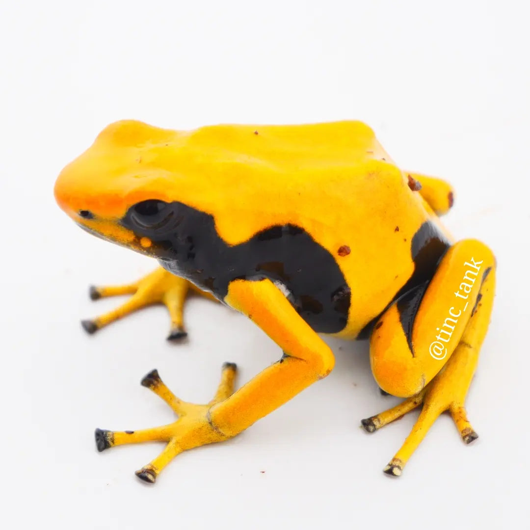 Dendrobates tinctorius 'Matecho' – Tinc Tank