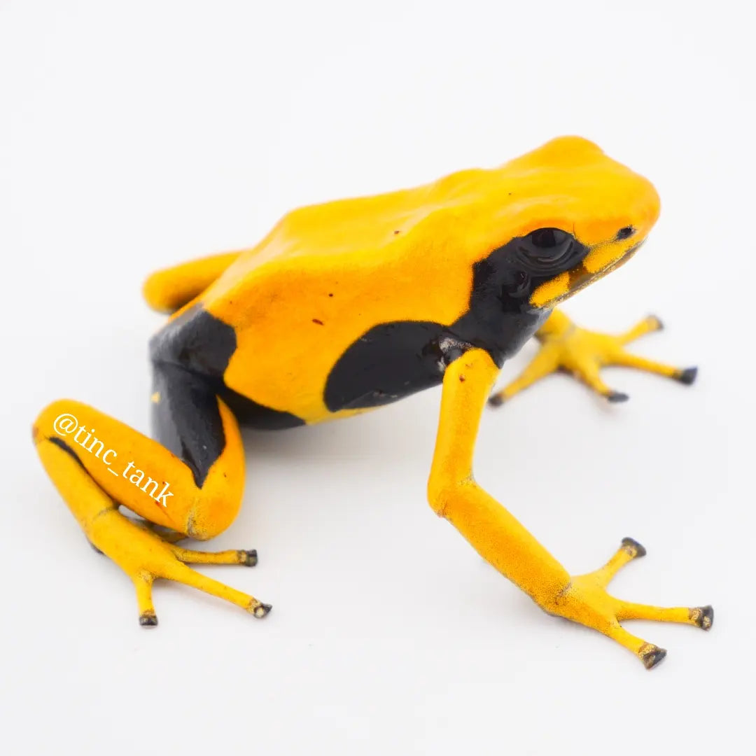 Dendrobates tinctorius 'Matecho'