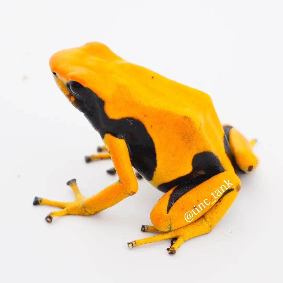 Dendrobates tinctorius 'Matecho'