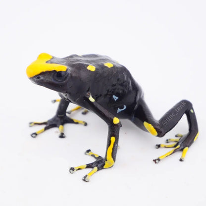 Dendrobates tinctorius 'Alanis'