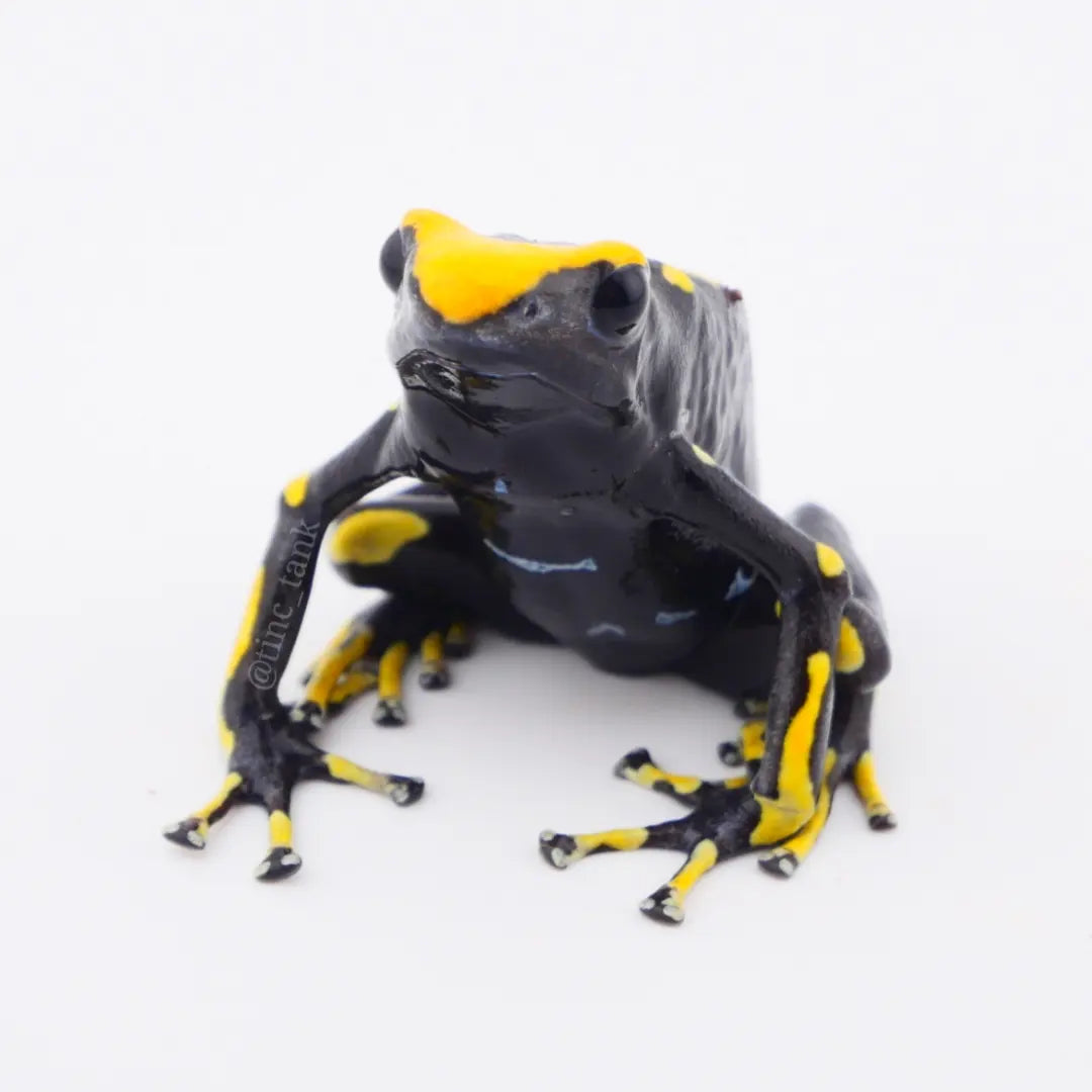 Dendrobates tinctorius 'Alanis'