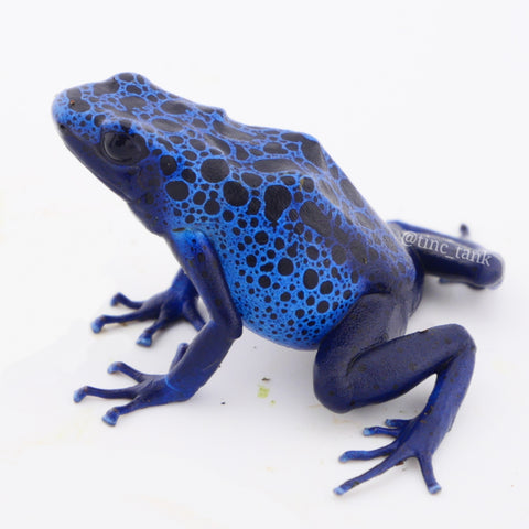 Dendrobates tinctorius 'Azureus'