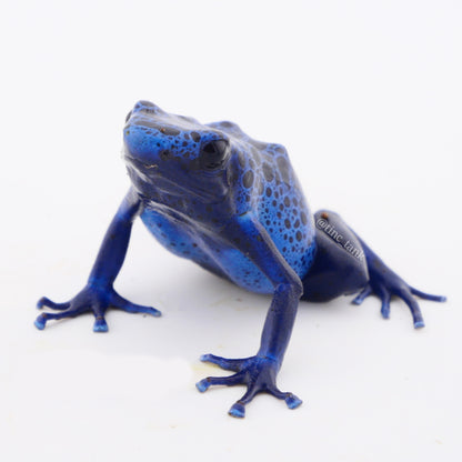 Dendrobates tinctorius 'Azureus'