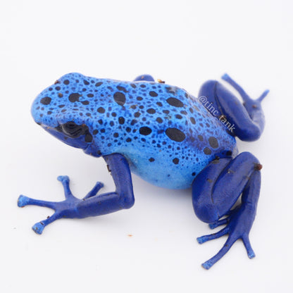 Dendrobates tinctorius 'Azureus'