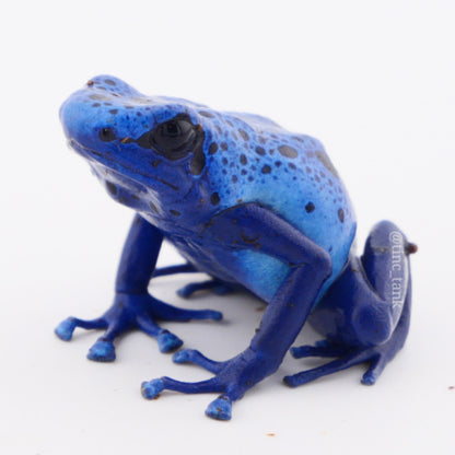 Dendrobates tinctorius 'Azureus'