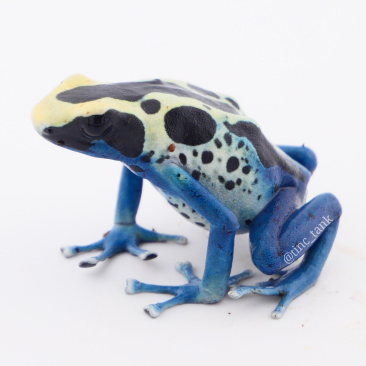 Dendrobates tinctorius 'Patricia'