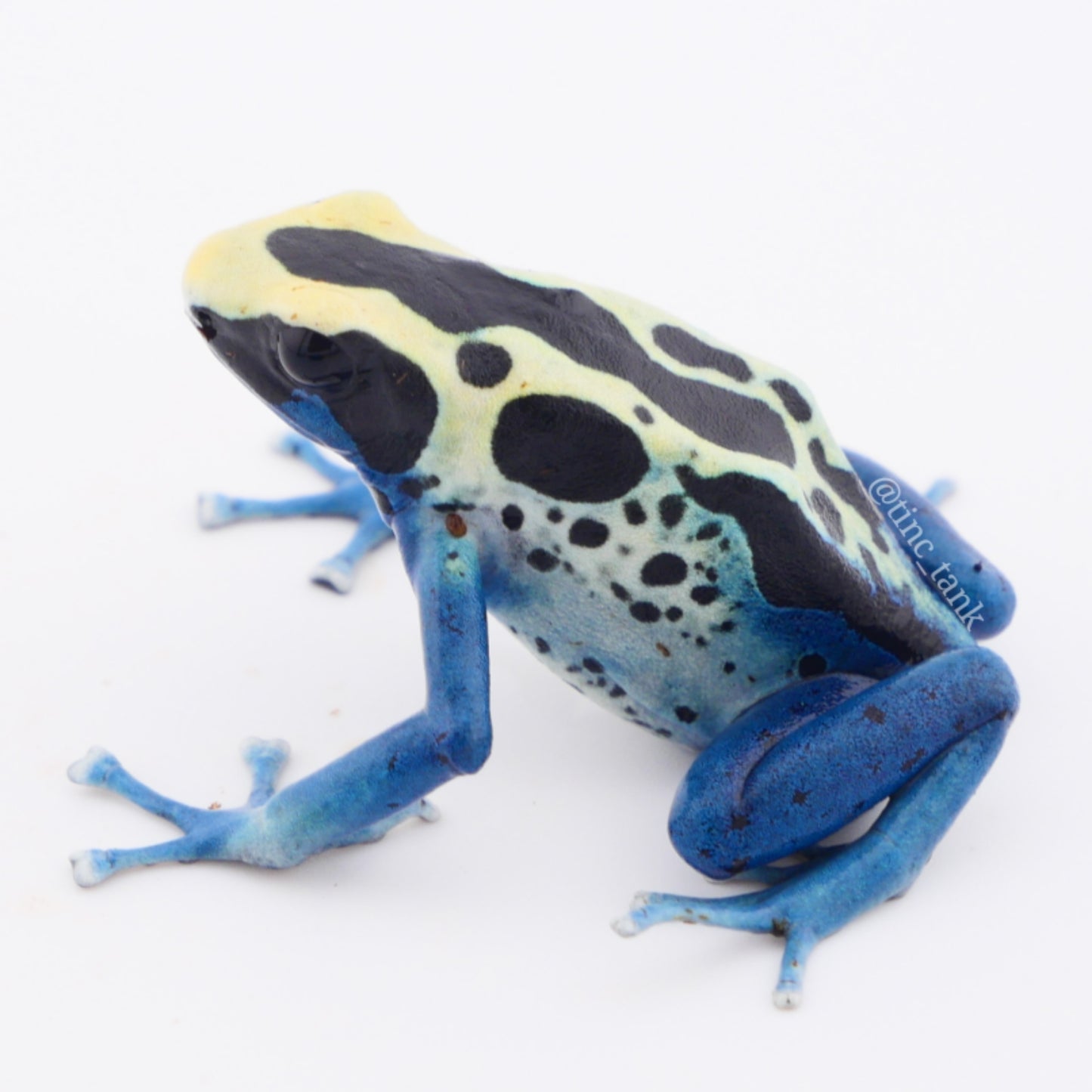 Dendrobates tinctorius 'Patricia'