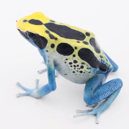 Dendrobates tinctorius 'Patricia'