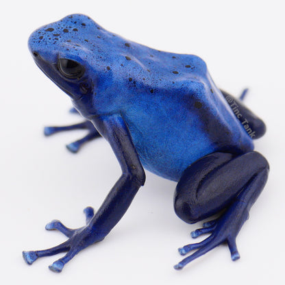 Dendrobates tinctorius 'Azureus' - Wattley Line