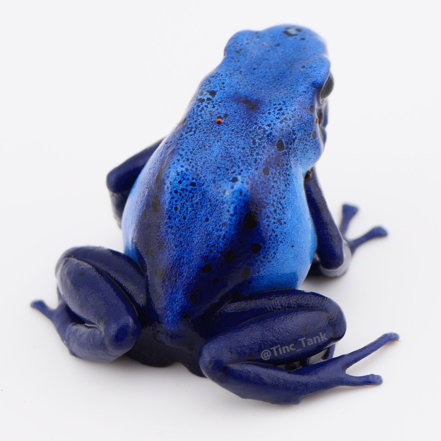 Dendrobates tinctorius 'Azureus' - Wattley Line