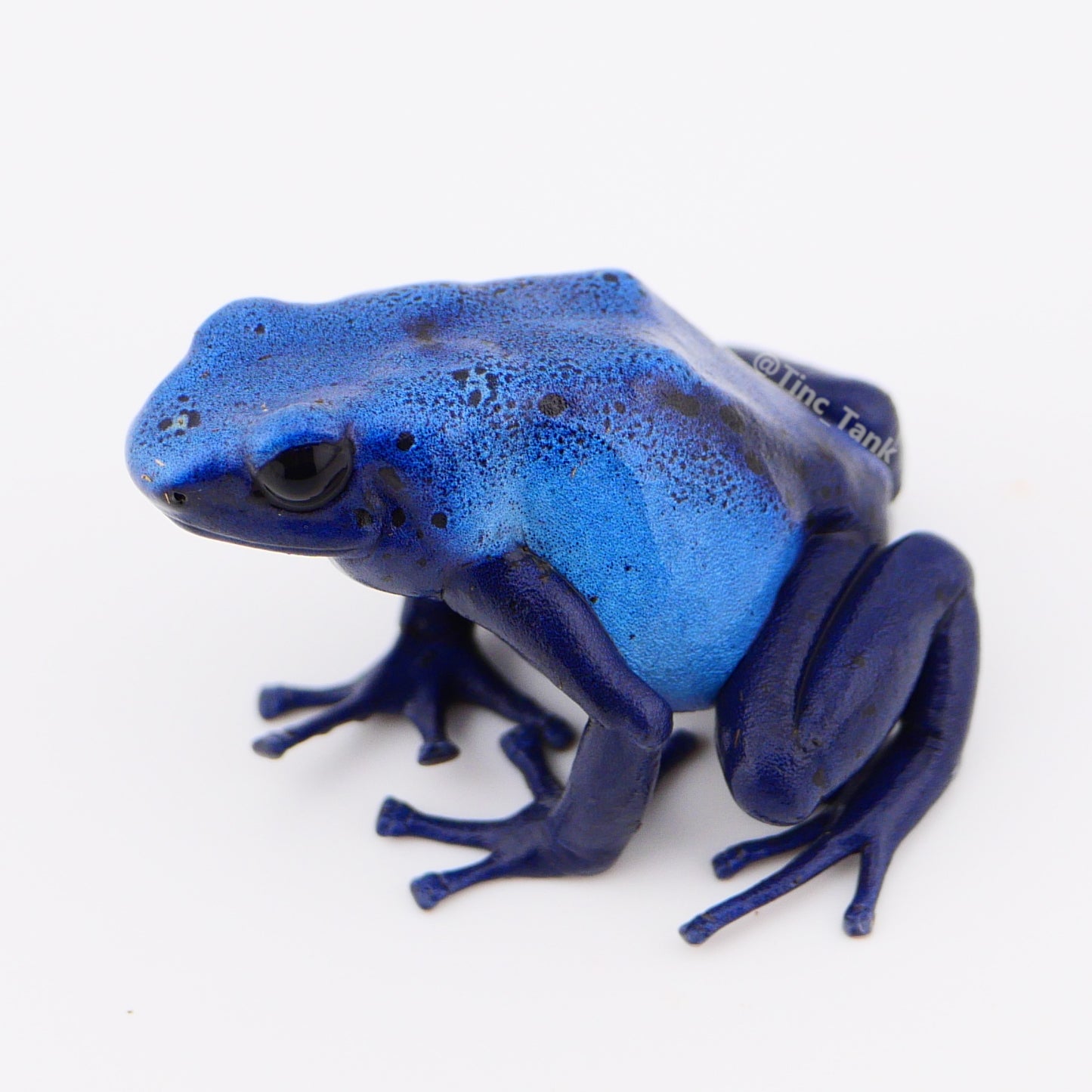 Dendrobates tinctorius 'Azureus' - Wattley Line