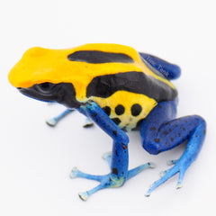 Dendrobates tinctorius 'Brazilian Yellow Head'