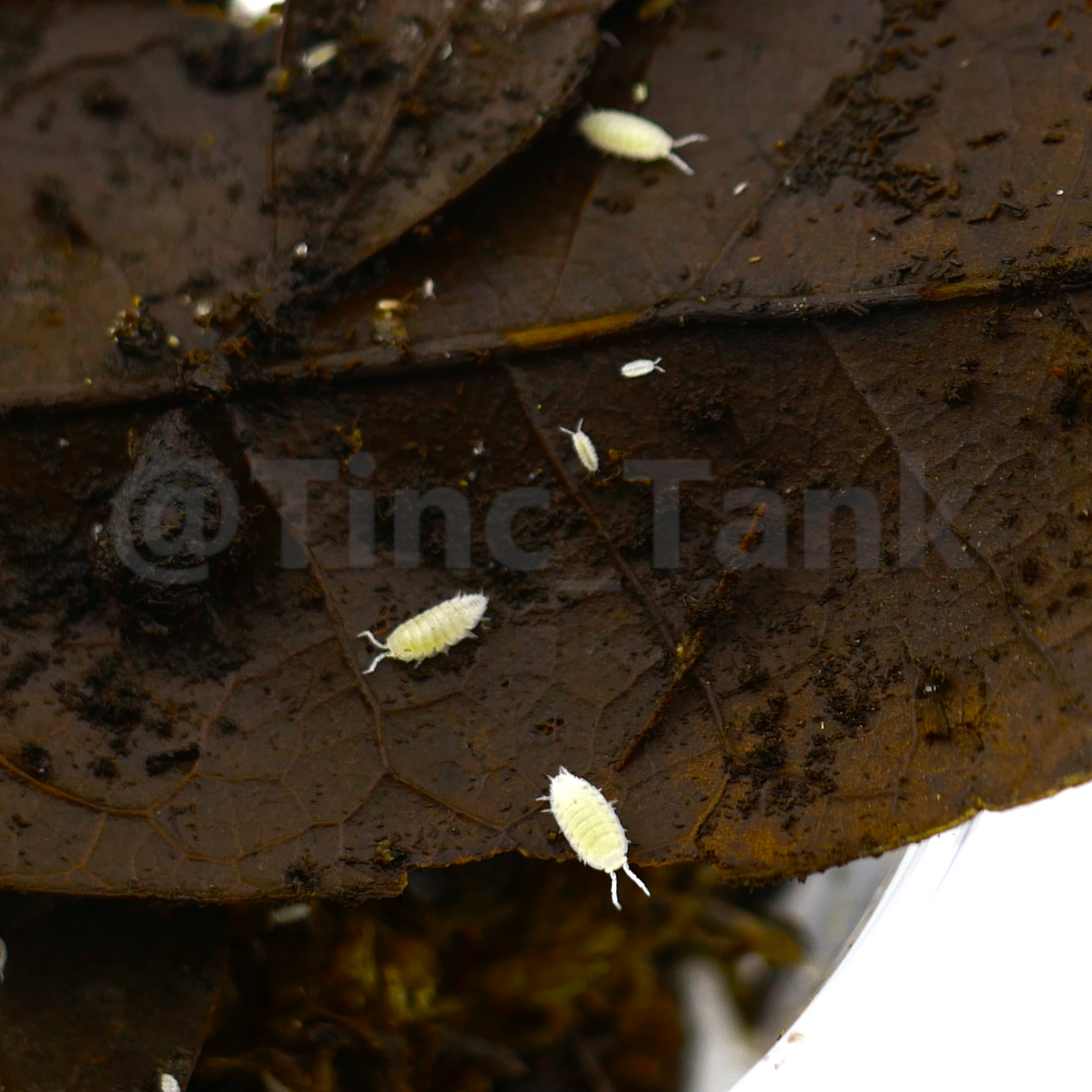 Trichorhina tomentosa 'Dwarf White' - 25 count