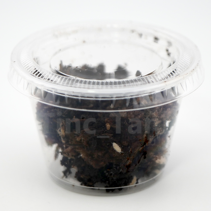 Trichorhina tomentosa 'Dwarf White' - 25 count