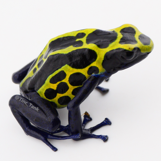 Dendrobates tinctorius 'Green Sipaliwini'