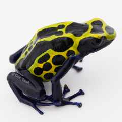 Dendrobates tinctorius 'Green Sipaliwini'
