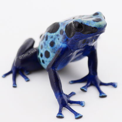 Dendrobates tinctorius 'Green Sipaliwini'