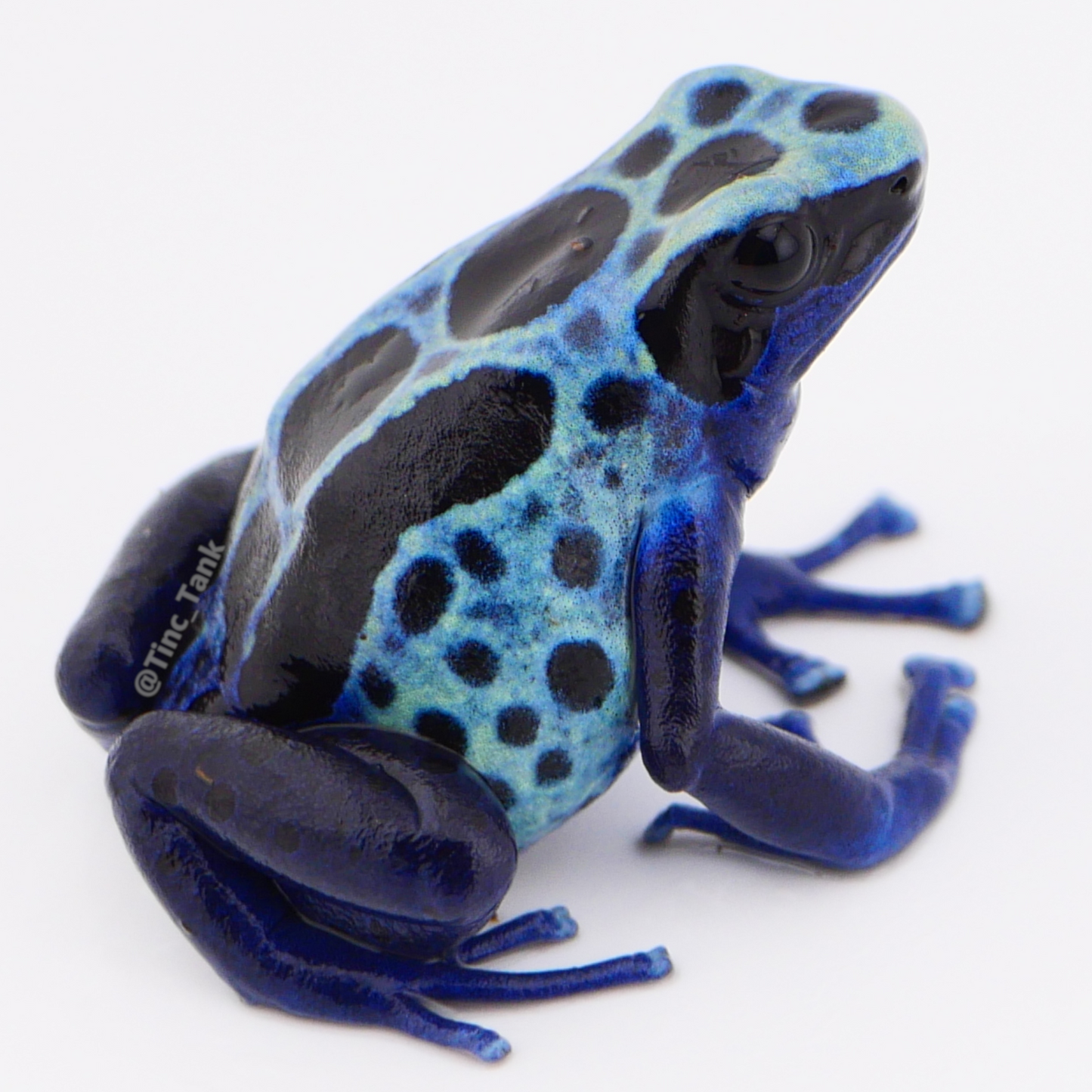 Dendrobates tinctorius 'Green Sipaliwini'