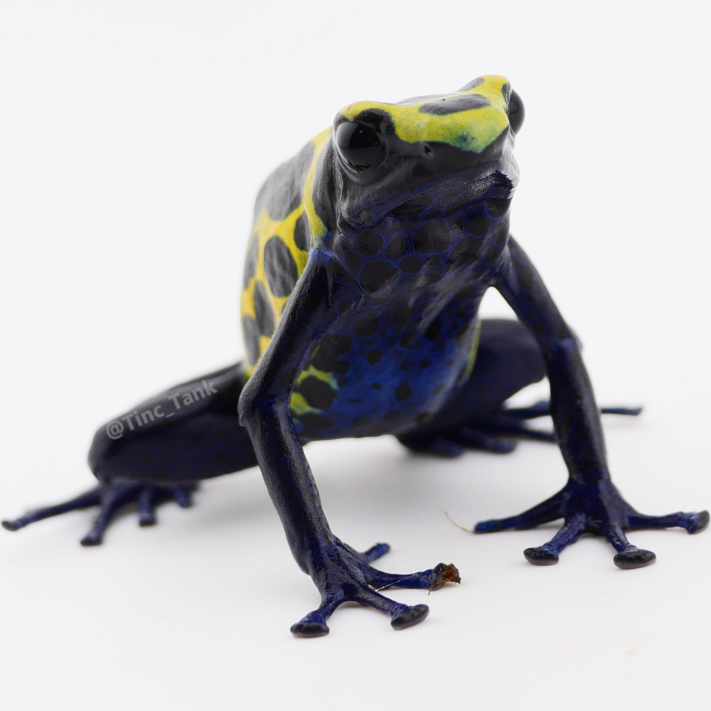 Dendrobates tinctorius 'Green Sipaliwini'